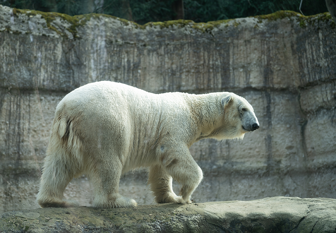 Eisbär