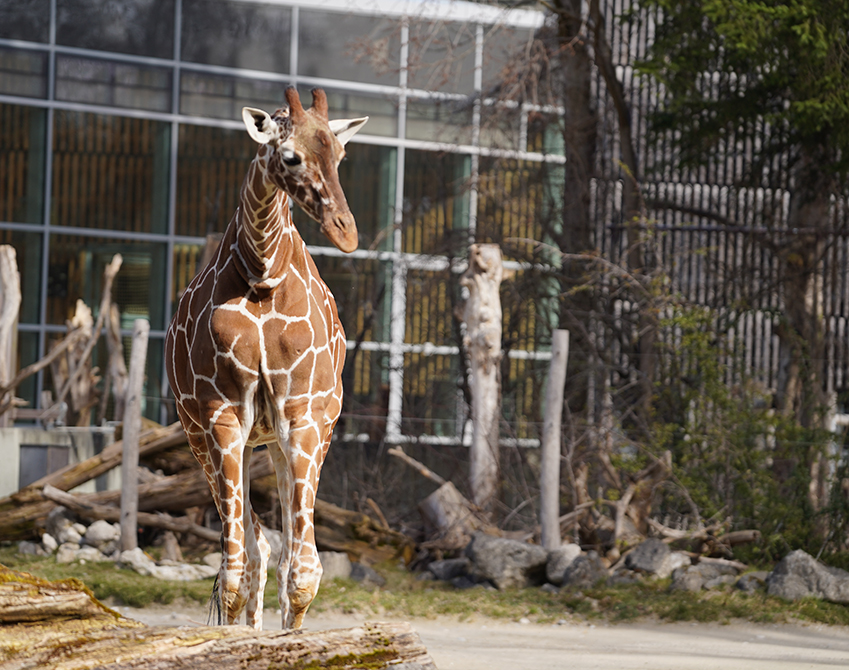 Giraffe